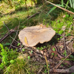 Agaricus sp. (Agaricus) at QPRC LGA - 28 Jan 2024 by Csteele4