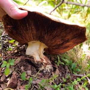 Agaricus sp. at QPRC LGA - 28 Jan 2024 05:26 PM