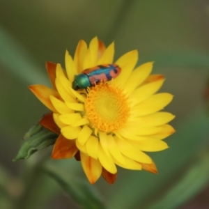 Castiarina scalaris at QPRC LGA - 28 Jan 2024