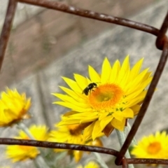 Apiformes (informal group) (Unidentified bee) at Aranda, ACT - 25 Jan 2024 by KMcCue