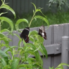 Papilio aegeus (Orchard Swallowtail, Large Citrus Butterfly) at Holder, ACT - 24 Jan 2024 by Miranda