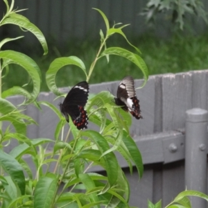 Papilio aegeus at Holder, ACT - 24 Jan 2024