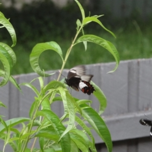 Papilio aegeus at Holder, ACT - 24 Jan 2024