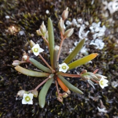 Unidentified Other Wildflower or Herb at Sassafras, NSW - 27 Jan 2024 by RobG1