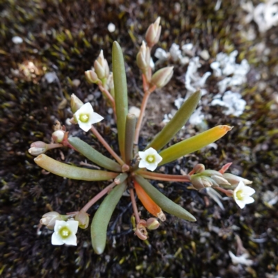 Unidentified Other Wildflower or Herb at Sassafras, NSW - 27 Jan 2024 by RobG1