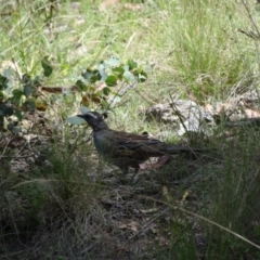 Cinclosoma punctatum (Spotted Quail-thrush) at Tharwa, ACT - 27 Jan 2024 by Miranda