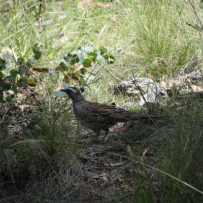 Cinclosoma punctatum (Spotted Quail-thrush) at Namadgi National Park - 27 Jan 2024 by Miranda