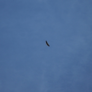 Haliaeetus leucogaster at Kosciuszko National Park - 28 Jan 2024