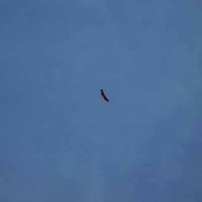 Haliaeetus leucogaster (White-bellied Sea-Eagle) at Murray Gorge, NSW - 27 Jan 2024 by VanceLawrence