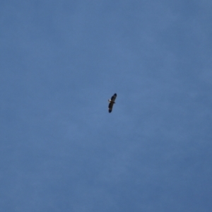 Haliaeetus leucogaster at Kosciuszko National Park - 28 Jan 2024