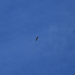 Haliaeetus leucogaster at Kosciuszko National Park - 28 Jan 2024