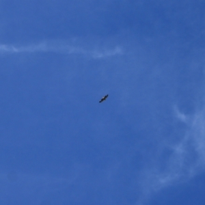 Haliaeetus leucogaster at Kosciuszko National Park - 28 Jan 2024