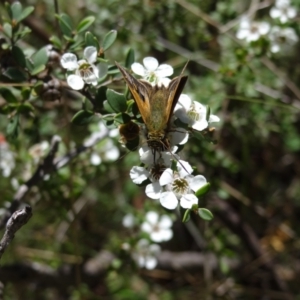 Timoconia flammeata at Namadgi National Park - 27 Jan 2024