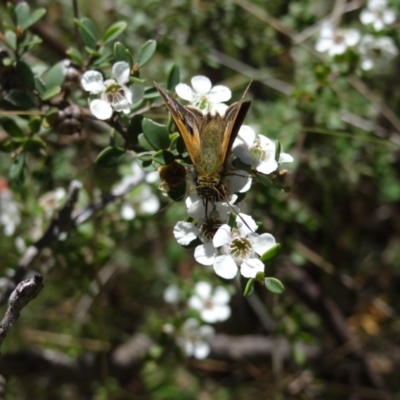 Timoconia flammeata (Bright Shield-skipper) at Tharwa, ACT - 27 Jan 2024 by Miranda