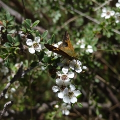 Timoconia flammeata at Namadgi National Park - 27 Jan 2024