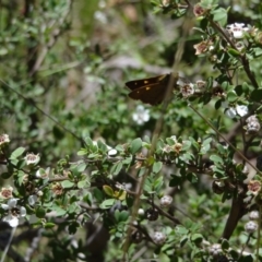 Timoconia flammeata at Namadgi National Park - 27 Jan 2024