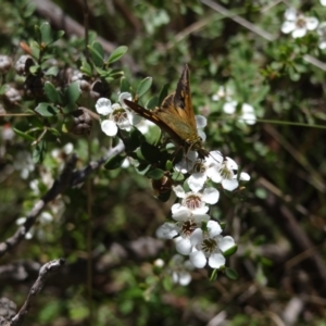 Timoconia flammeata at Namadgi National Park - 27 Jan 2024