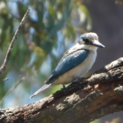 Todiramphus sanctus (Sacred Kingfisher) at Boro - 28 Jan 2024 by Paul4K