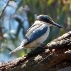 Todiramphus sanctus at Boro - 28 Jan 2024