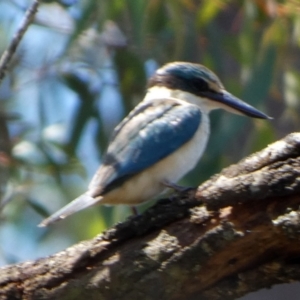 Todiramphus sanctus at Boro - 28 Jan 2024