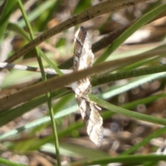 Nacoleia rhoeoalis (Spilomelinae) at QPRC LGA - 28 Jan 2024 by Paul4K