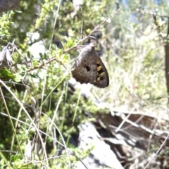 Geitoneura klugii (Marbled Xenica) at Tharwa, ACT - 27 Jan 2024 by Miranda