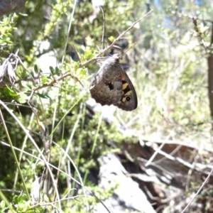 Geitoneura klugii at Namadgi National Park - 27 Jan 2024 12:40 PM