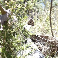 Geitoneura klugii at Namadgi National Park - 27 Jan 2024 12:40 PM