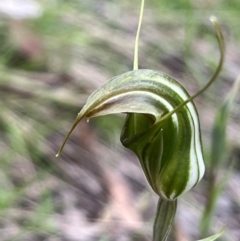 Diplodium aestivum (Long-tongued Summer Greenhood) at Tennent, ACT - 20 Jan 2024 by dgb900