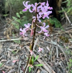 Dipodium roseum (Rosy Hyacinth Orchid) at Lower Cotter Catchment - 26 Jan 2024 by dgb900