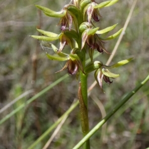 Corunastylis oligantha at Boro - suppressed