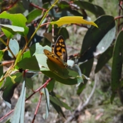 Heteronympha penelope (Shouldered Brown) at Namadgi National Park - 27 Jan 2024 by Miranda