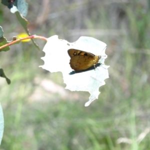 Heteronympha penelope at Namadgi National Park - 27 Jan 2024