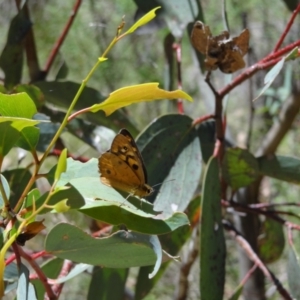 Heteronympha penelope at Namadgi National Park - 27 Jan 2024