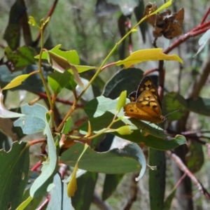 Heteronympha penelope at Namadgi National Park - 27 Jan 2024