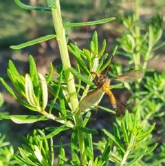 Leptotarsus (Macromastix) costalis at Rugosa - 28 Jan 2024