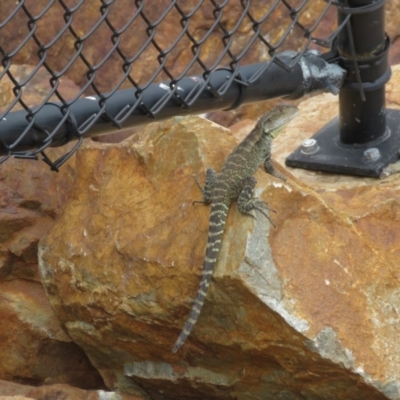 Unidentified Dragon at Cotter River, ACT - 20 Jan 2024 by dgb900