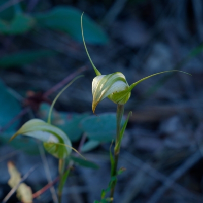 Diplodium reflexum (Dainty Greenhood) at Namadgi National Park - 28 Jan 2024 by regeraghty