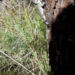 Amphibolurus muricatus at Boro - suppressed
