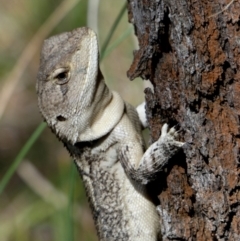 Amphibolurus muricatus at Boro - suppressed