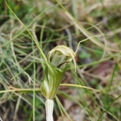 Diplodium aestivum (Long-tongued Summer Greenhood) at Booth, ACT - 28 Jan 2024 by JohnBundock