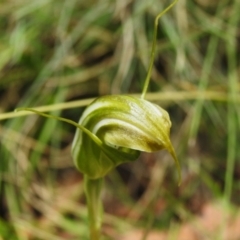 Diplodium aestivum at Namadgi National Park - 28 Jan 2024