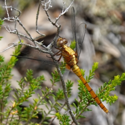 Orthetrum villosovittatum at Vincentia, NSW - 26 Jan 2024 by RobG1