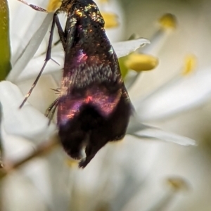 Nemophora sparsella at Namadgi National Park - 27 Jan 2024