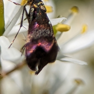 Nemophora sparsella (An Adelid Moth) at Tharwa, ACT - 27 Jan 2024 by Miranda