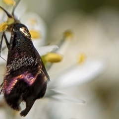 Nemophora sparsella at Namadgi National Park - 27 Jan 2024