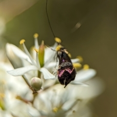 Nemophora sparsella at Namadgi National Park - 27 Jan 2024