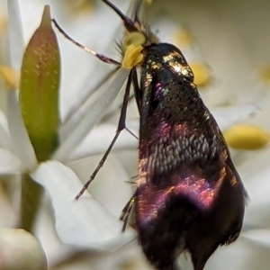 Nemophora sparsella at Namadgi National Park - 27 Jan 2024