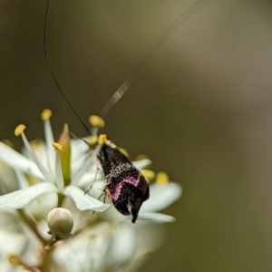 Nemophora sparsella at Namadgi National Park - 27 Jan 2024