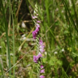 Spiranthes australis at Namadgi National Park - suppressed